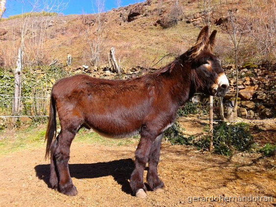 Burro Zamorano-Leones