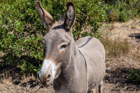 Burro da Provence