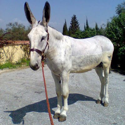 Burro de Andaluz