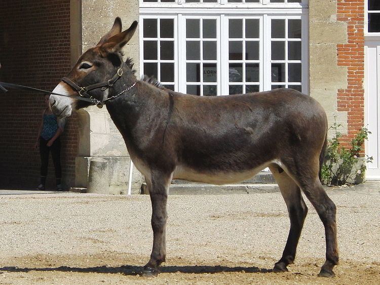 Burro de Bourbonnais