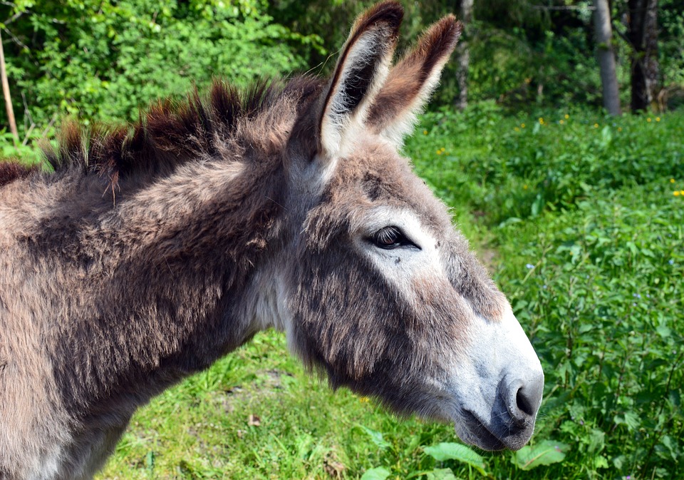 Burro de Cotentin