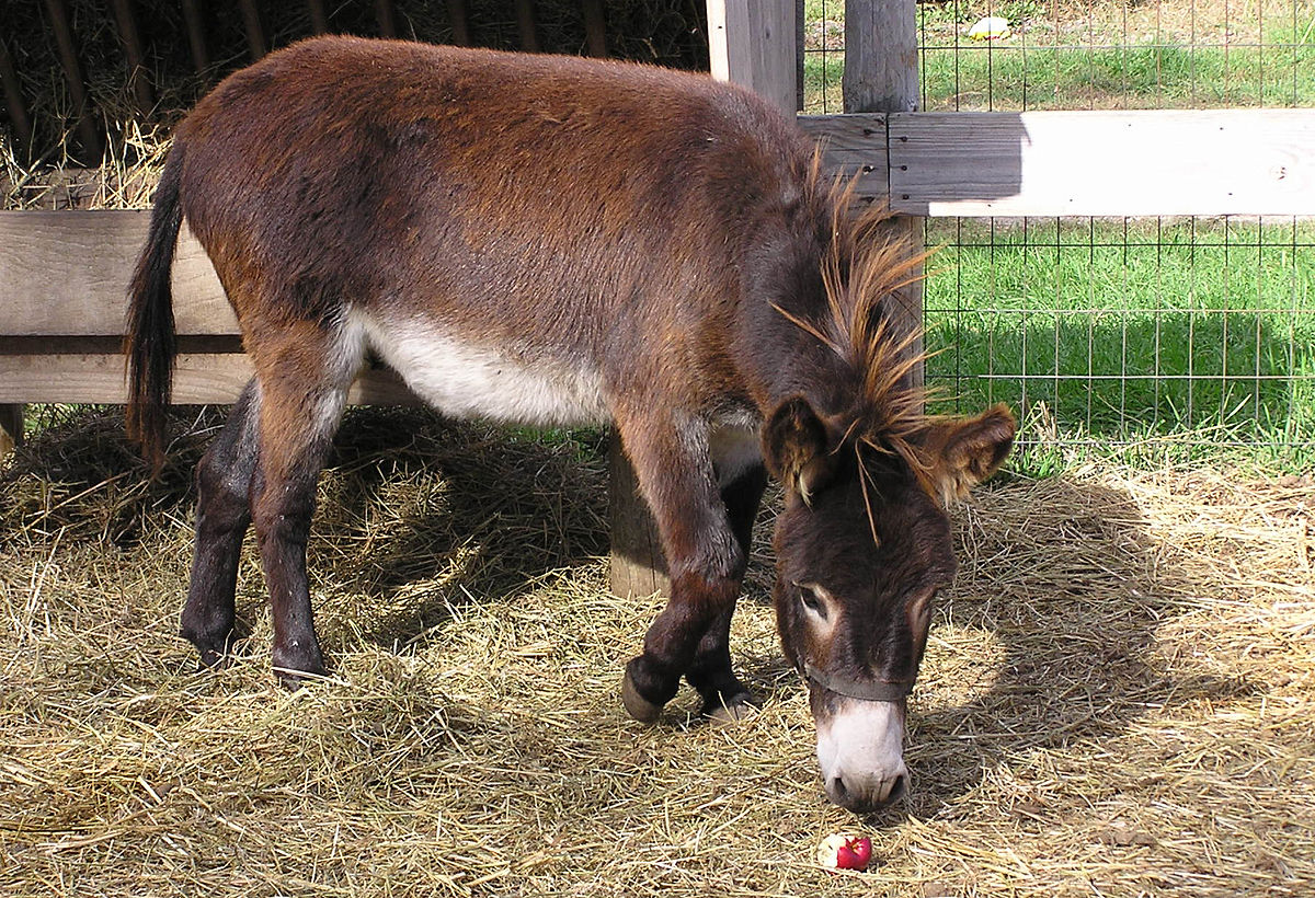 Burro no Pasto