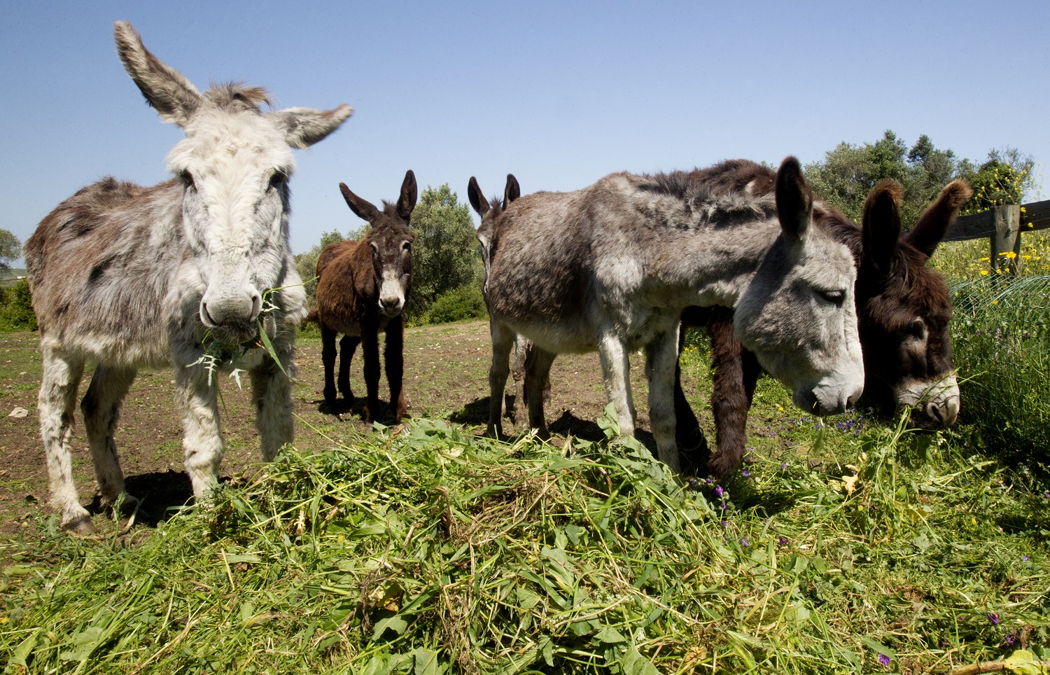 Burros se Alimentando 