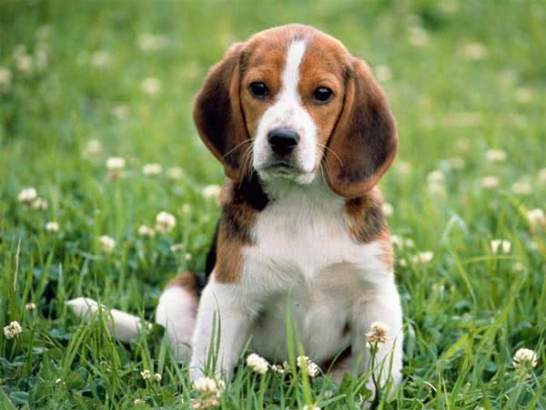 Cachorro Beagle na Natureza