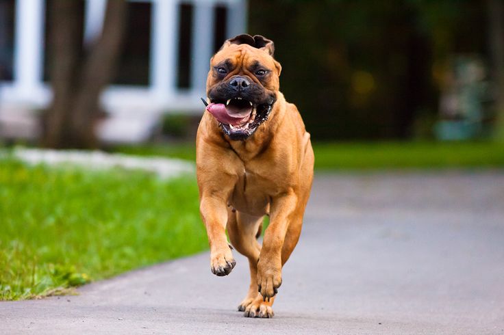 Cachorro Bullmastiff Correndo 