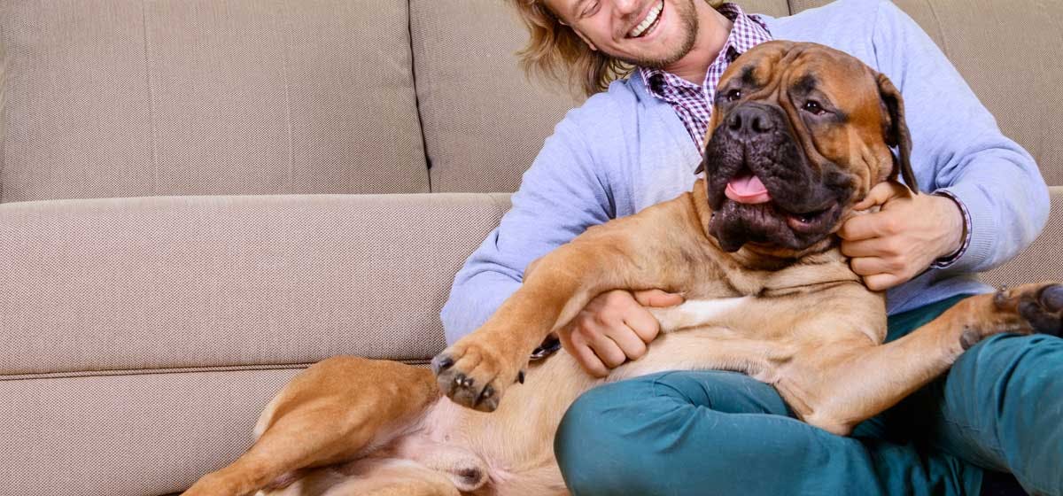 Cachorro Bullmastiff em Apartamento