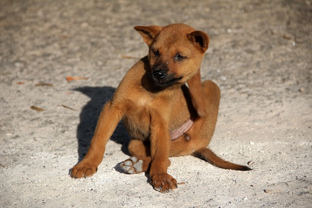 Cachorro Com Carrapato