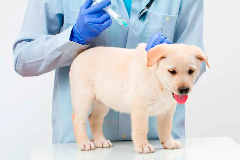 Cachorro Com Cinomose Canina no Veterinário 
