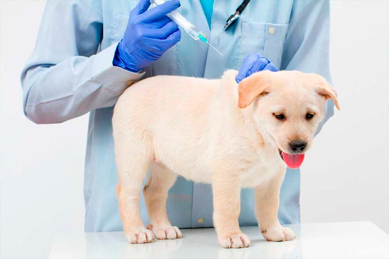 Cachorro Com Cinomose Canina no Veterinário