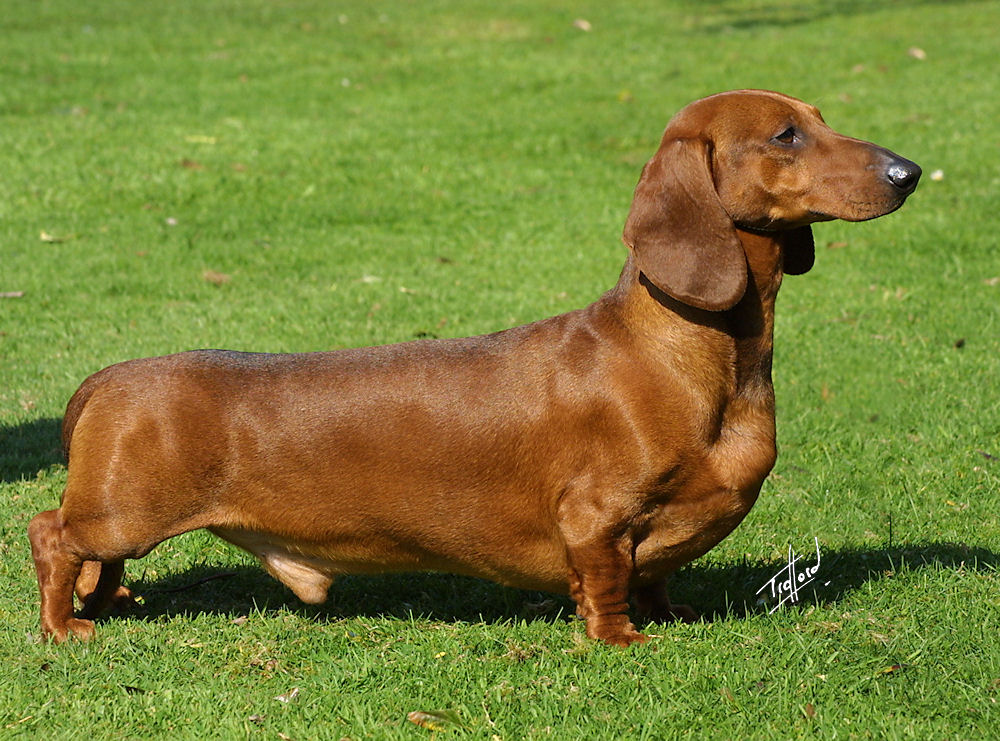 Cachorro Dushshund