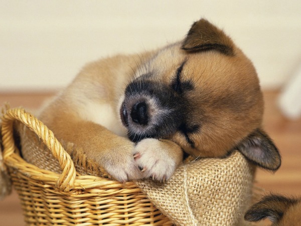 Quantas Horas de Sono Têm Um Cachorro Adulto? E Filhote?