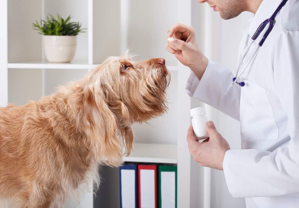 Pode se dar Paracetamol aos Cães? Ele Ajuda?
