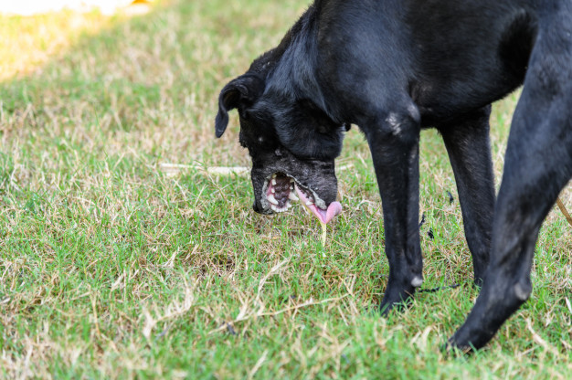 Cachorro Vomitando 