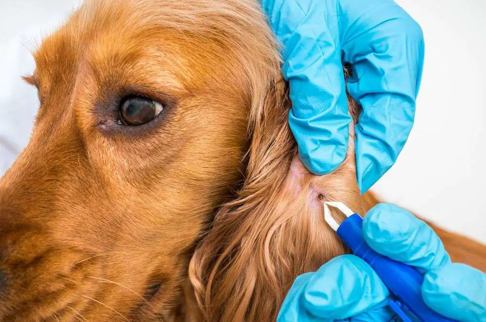 Como Tratar A Doença Do Carrapato Em Cachorros Mundo Ecologia