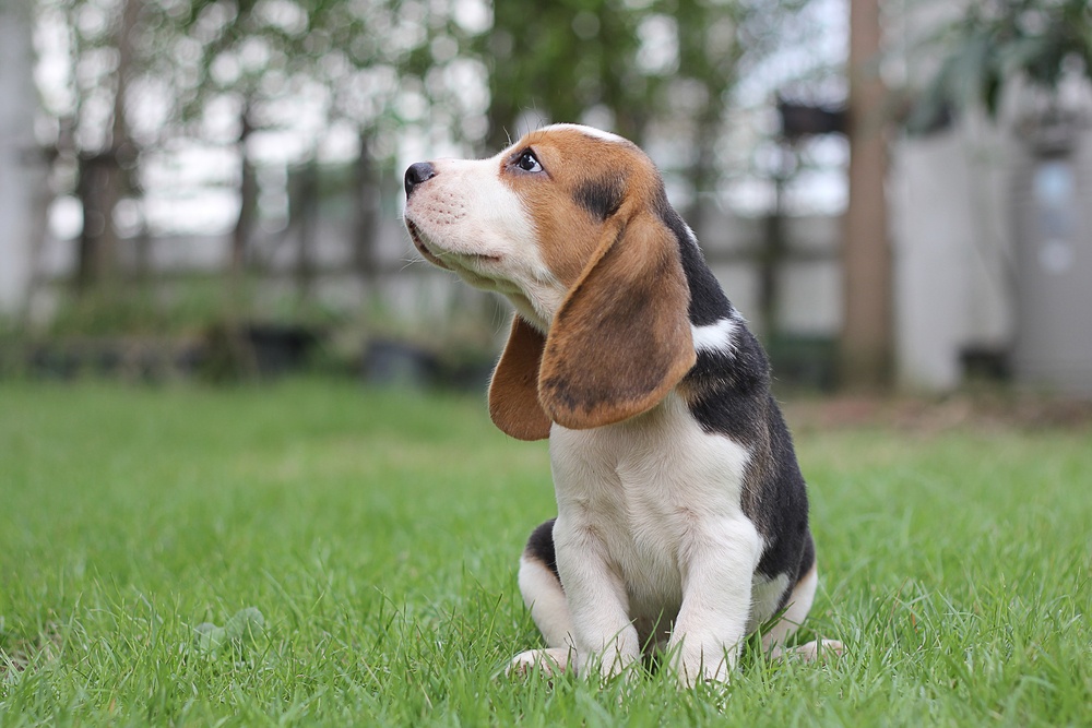 Cachorro da Raça Beagle 