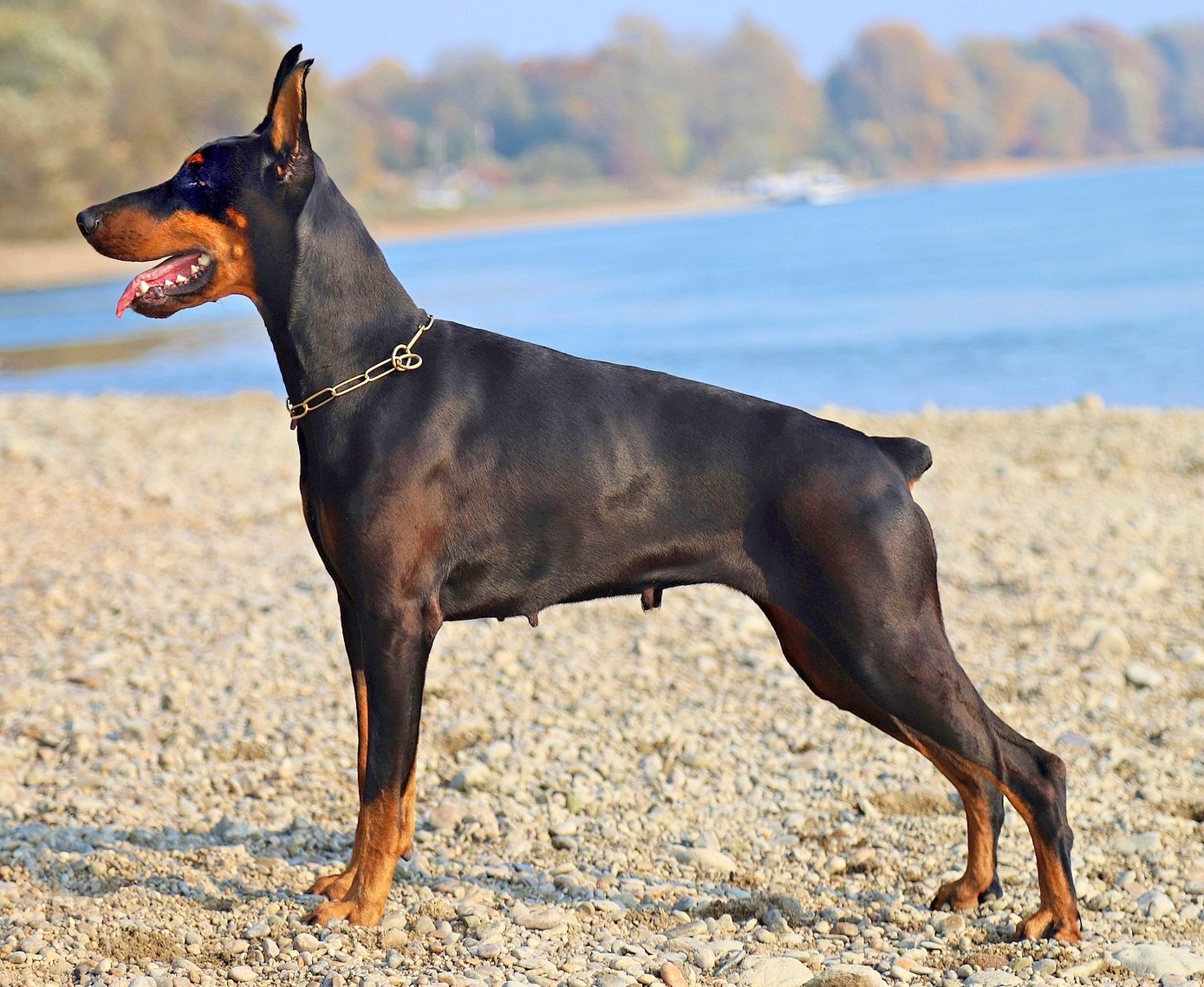 Cachorro da Raça Doberman