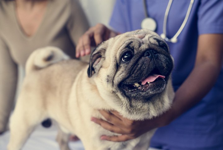 Cachorro da Raça Pug se Preparando Para a Castração