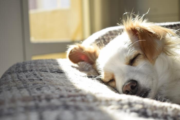 Cachorro na Cama do Dono