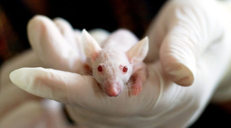 Camundongo em Laboratório