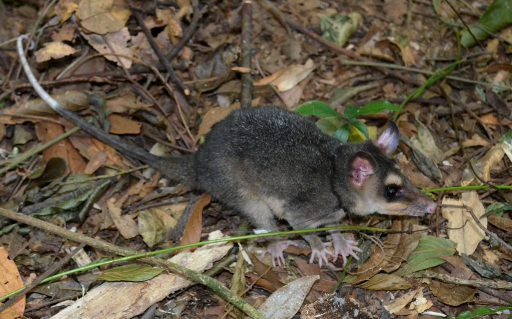 Camundongos Marsupiais