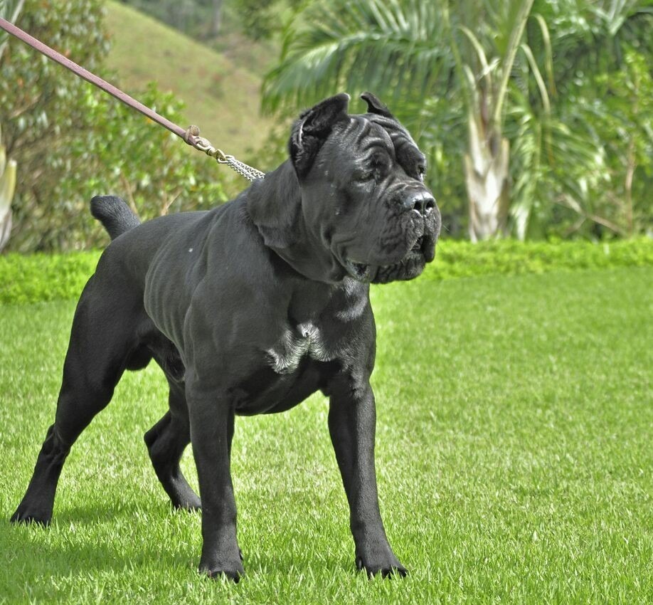 Diferenças Entre o Bulmastife, Cane Corso e o Mastim Napolitano | Mundo  Ecologia