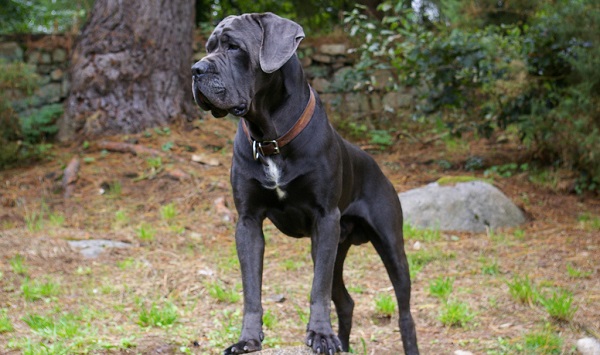 Cane Corso Abandonado