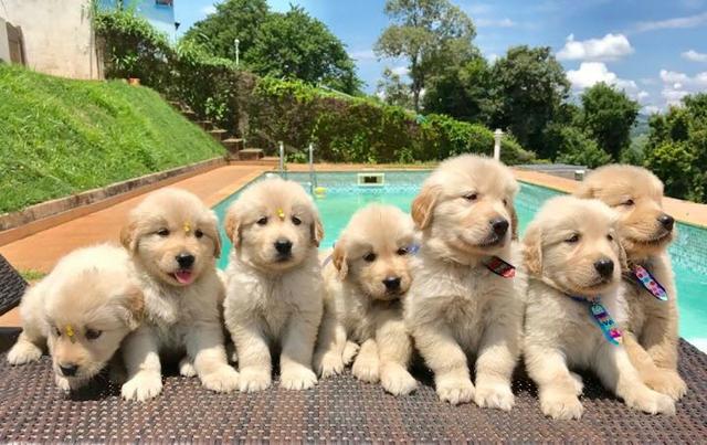 Canil Anjos Golden Retriever