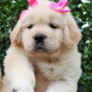 Canil Hunter Jo Golden Retriever - Filhote