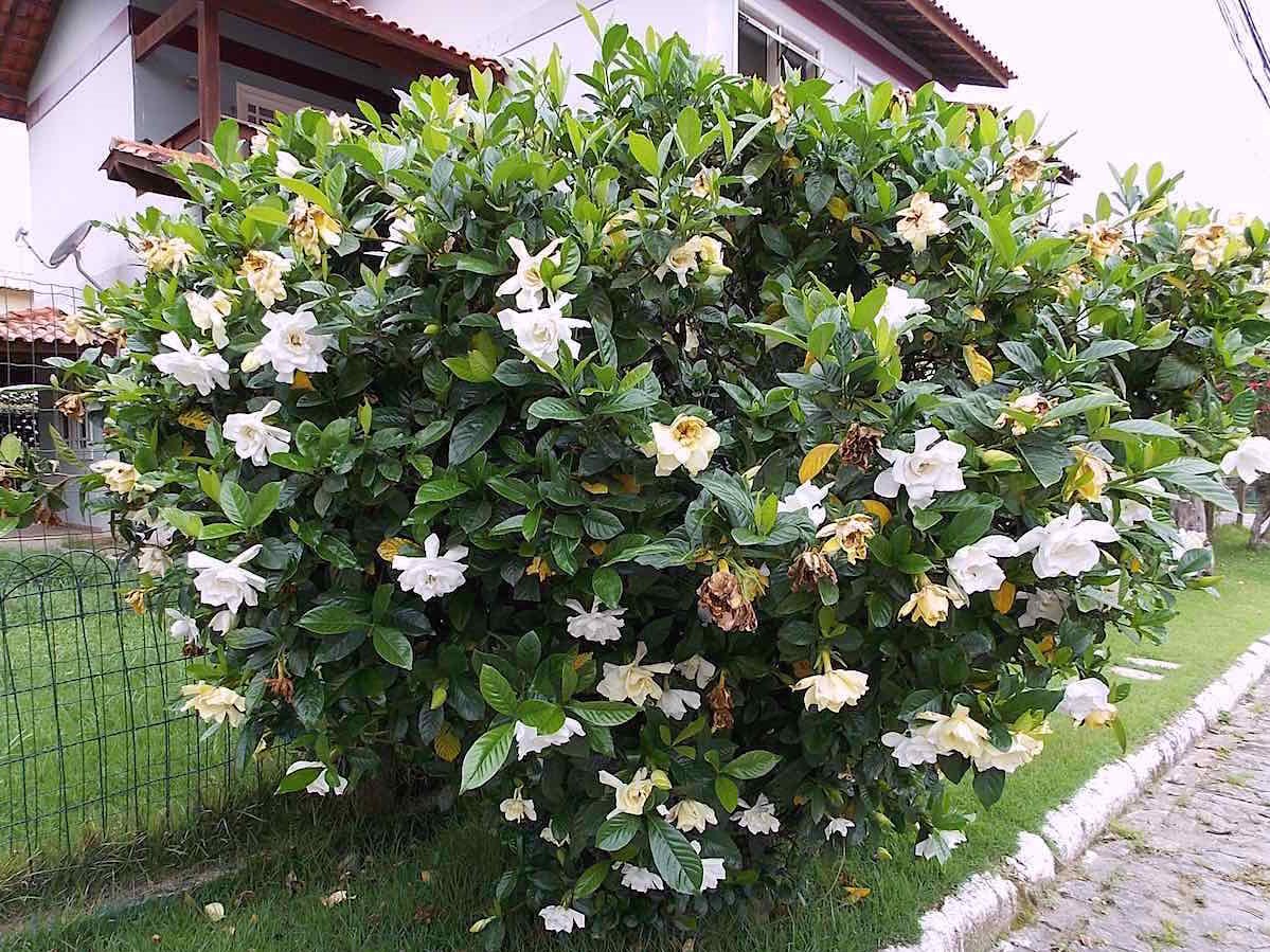 Canteiro de Flor Gardênia