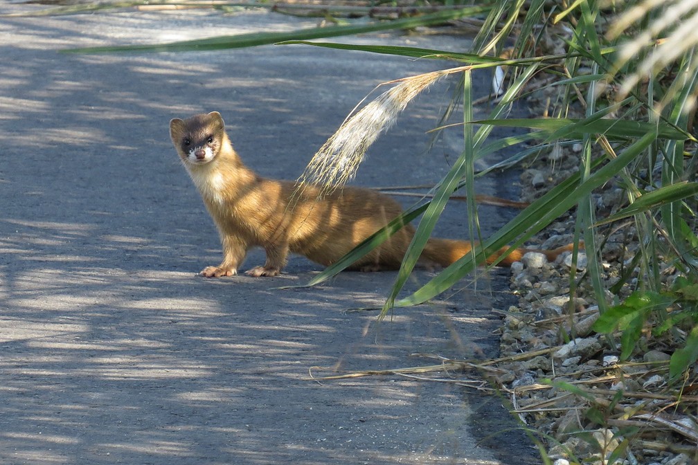 Características da Doninha