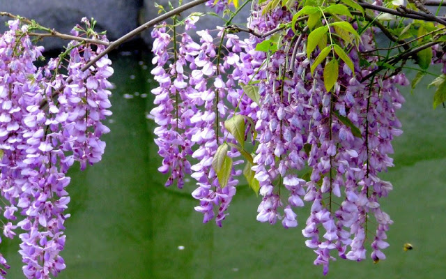 Características da Flor Glicínia