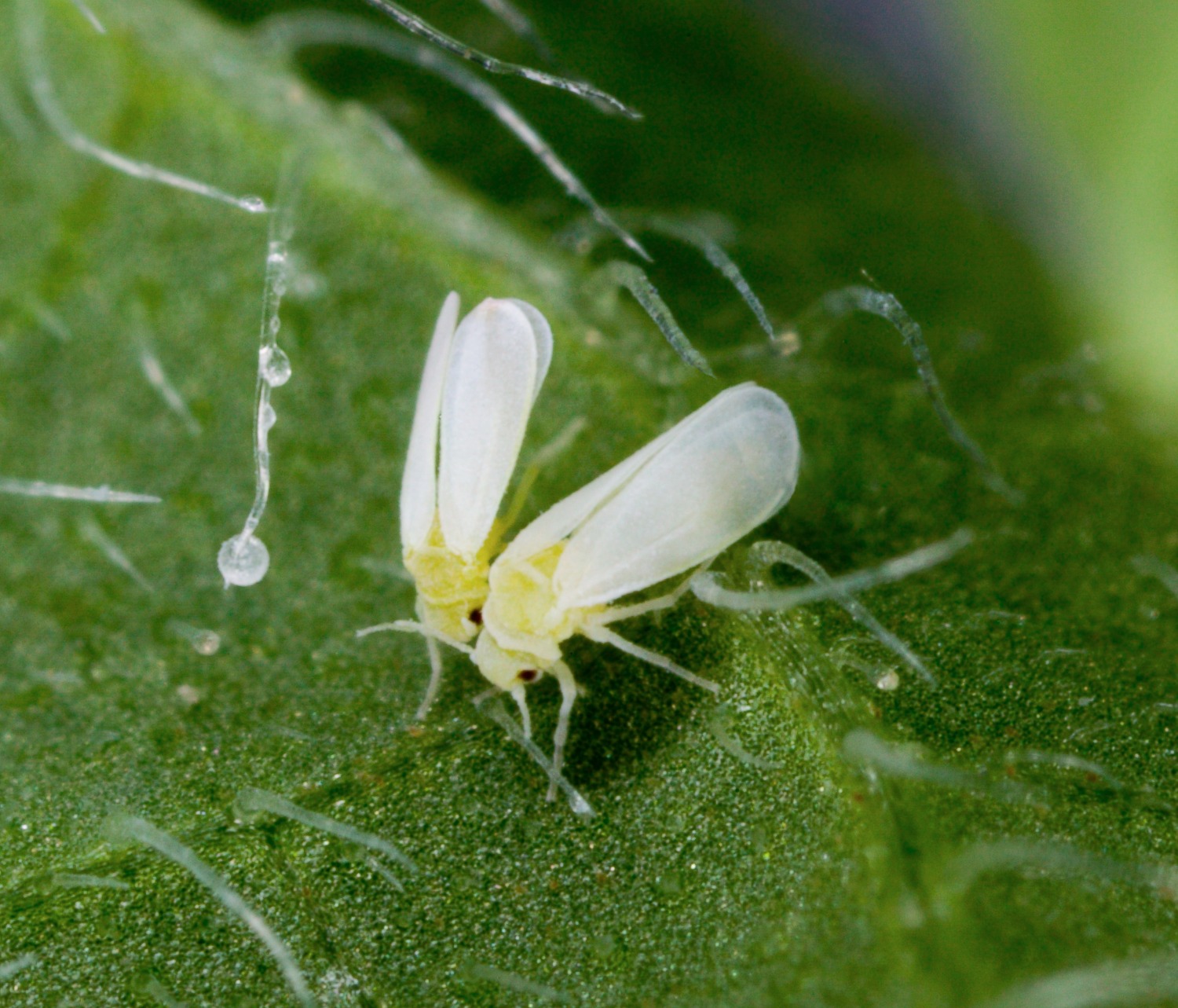 Características da Mosca Branca