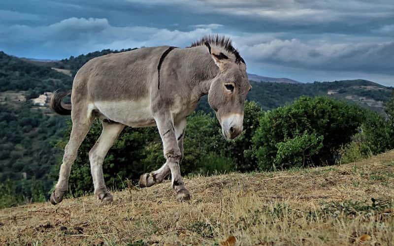 Características do Asno