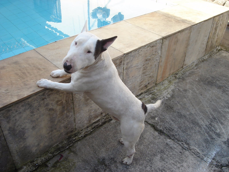 Características do Bull Terrier