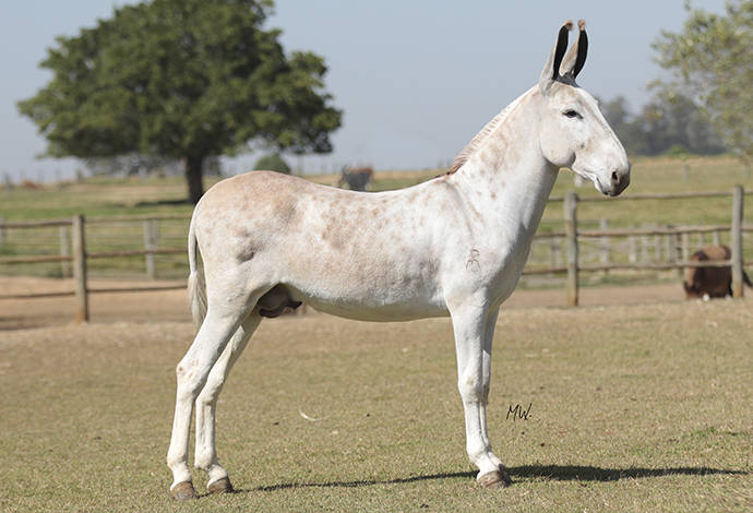 Características do Burro Húngaro