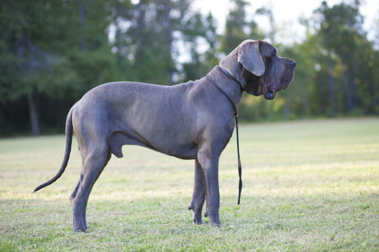 Características do Dogue Alemão