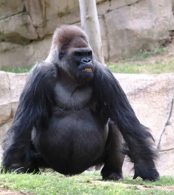 Características do Gorila Beringei Graueri