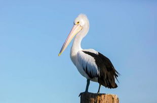 Características do Pelicano-Comum