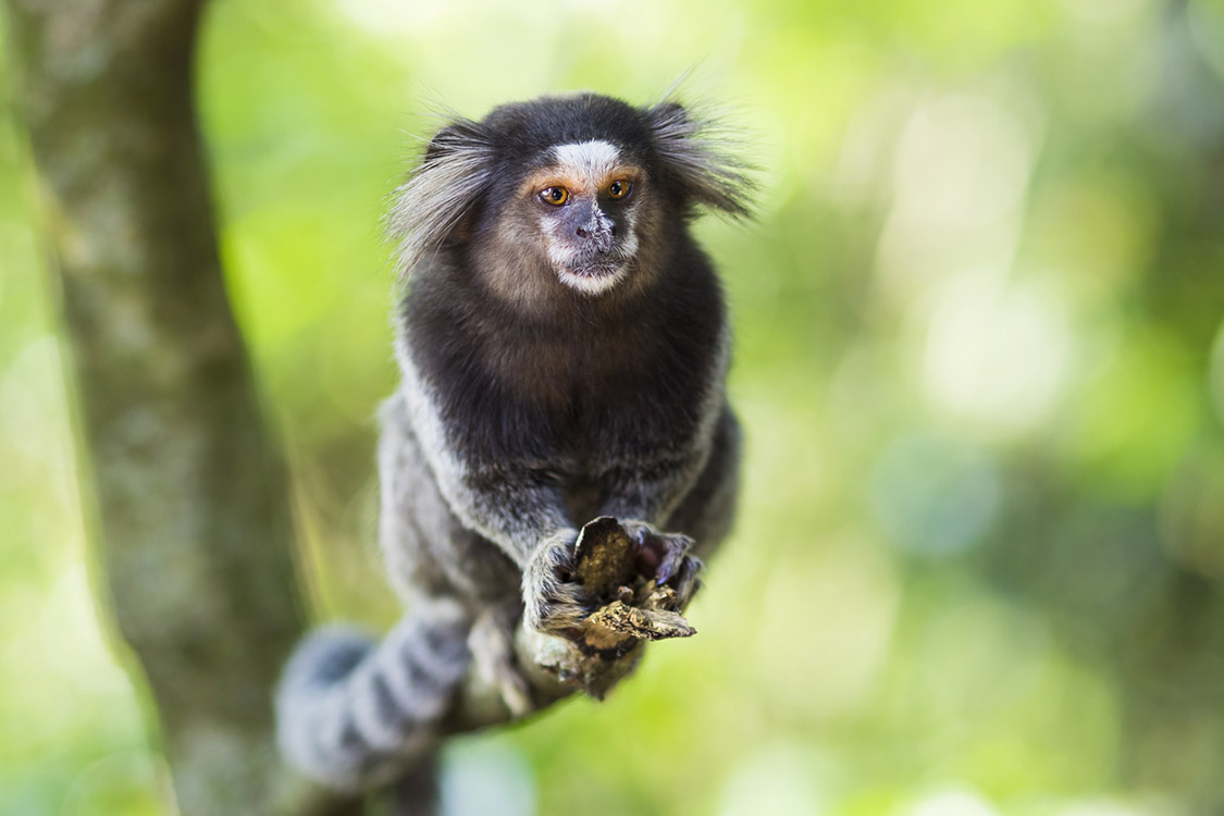 Características do Sagui de Cabeça Preta