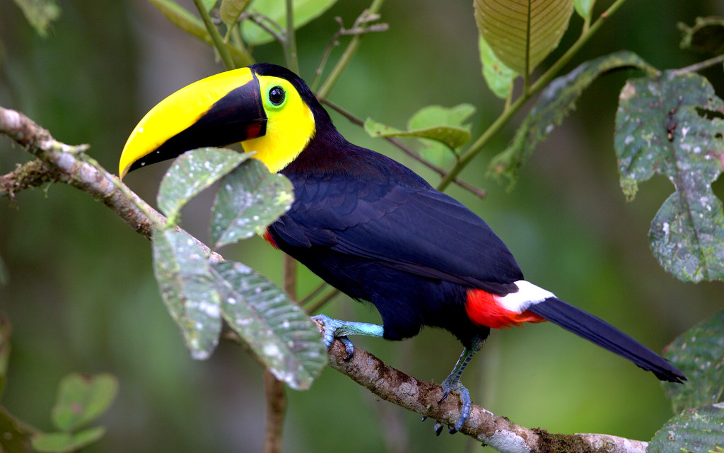 Características do Tucano-de-Mandíbula-Castanha