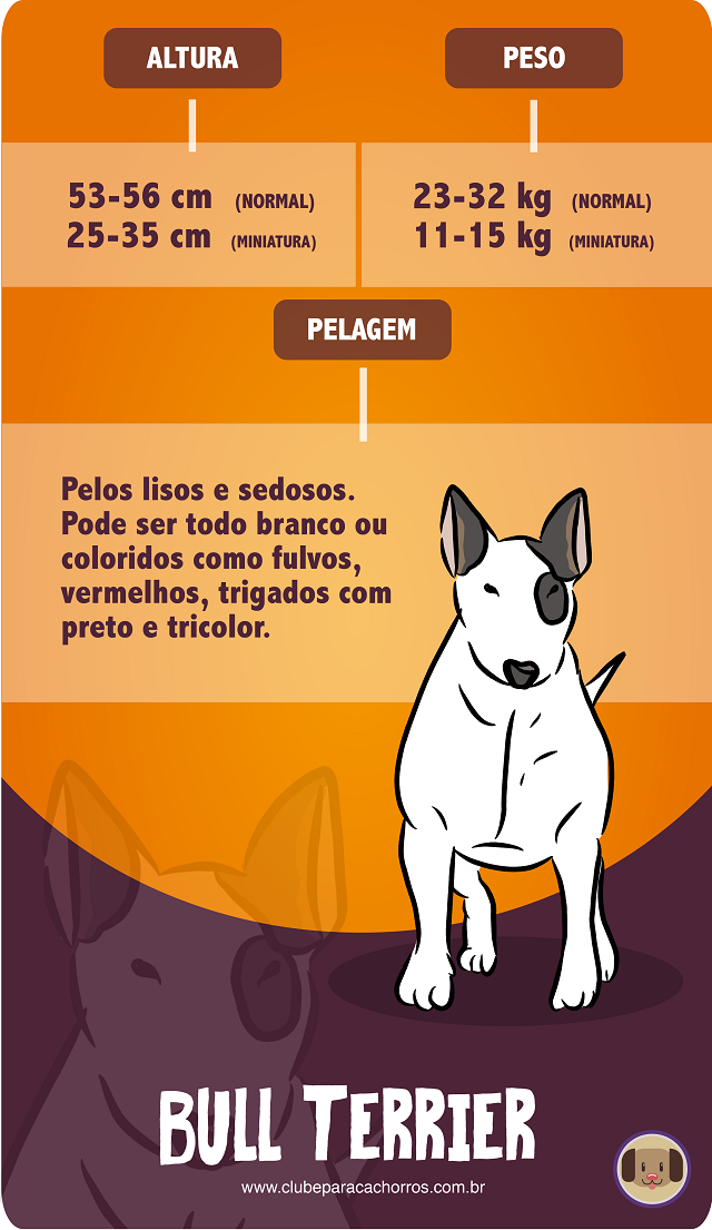 Características da Raça Bull Terrier 