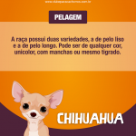 Características do Chihuahua