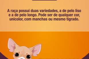 Características do Chihuahua