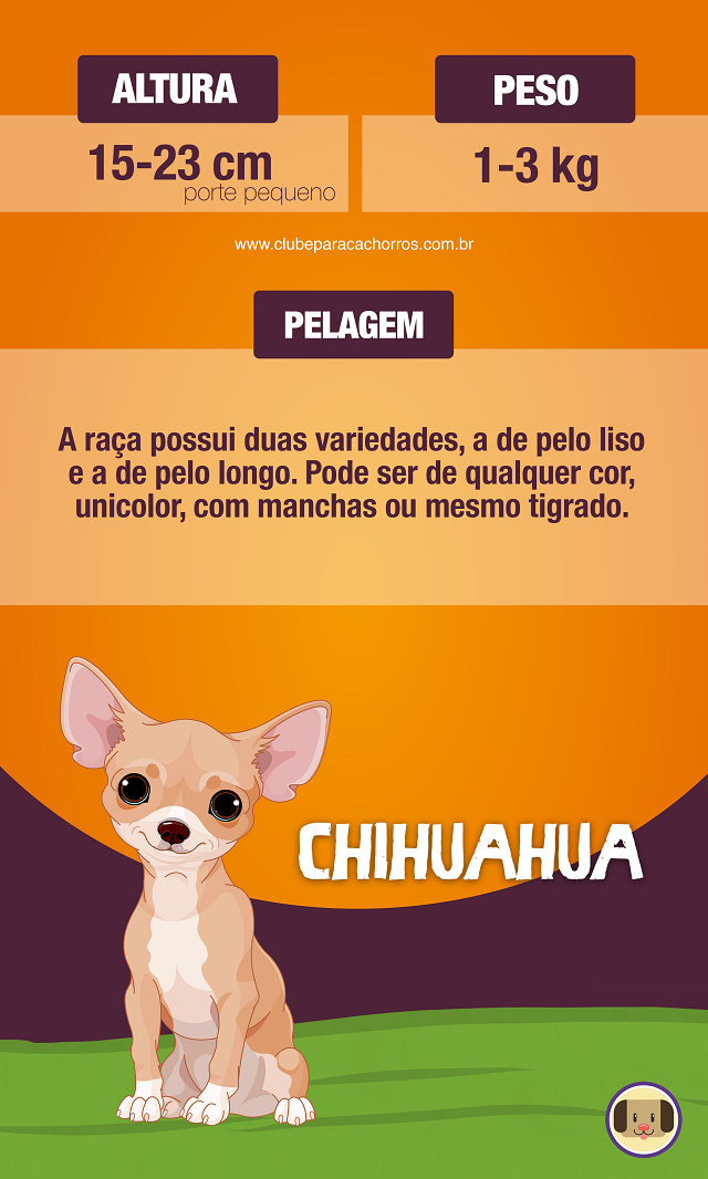 Chihuahua Cabeça De Maça: Características, Como Cuidar e Fotos
