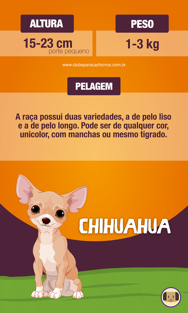 Características do Chihuahua 