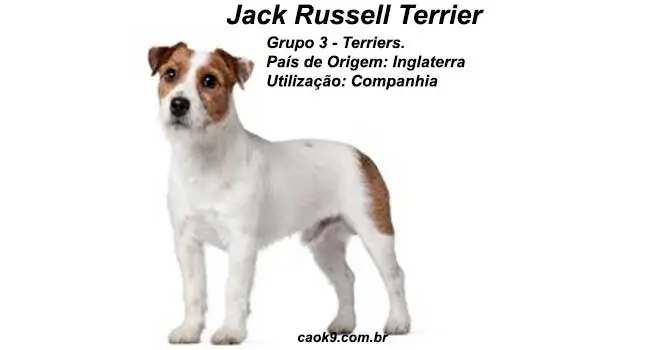 Características do Jack Russell Terrier