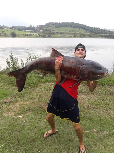 Carpa Cabeçuda