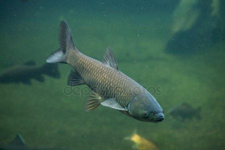 Carpa-Capim: Características, Nome Científico, Habitat e Fotos