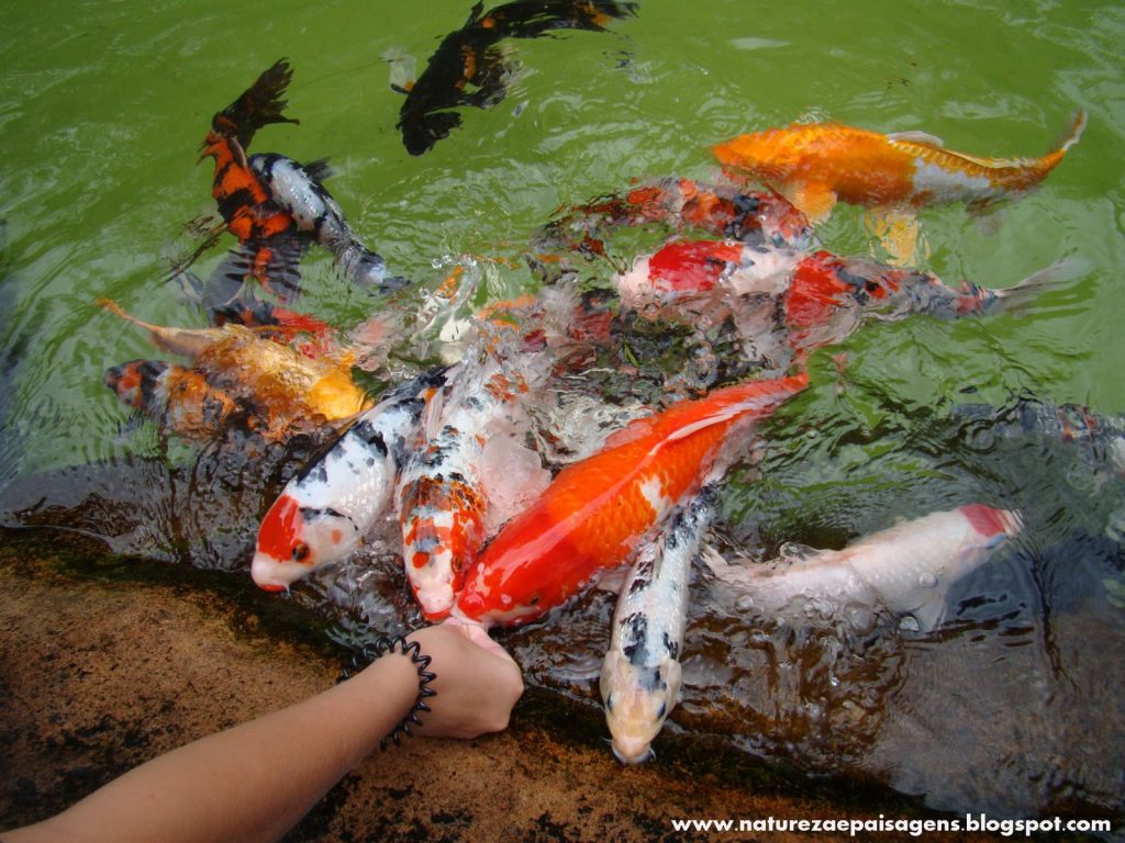 Carpa Ornamental Pode Comer? Carpas Ornamentais Gigantes | Mundo Ecologia