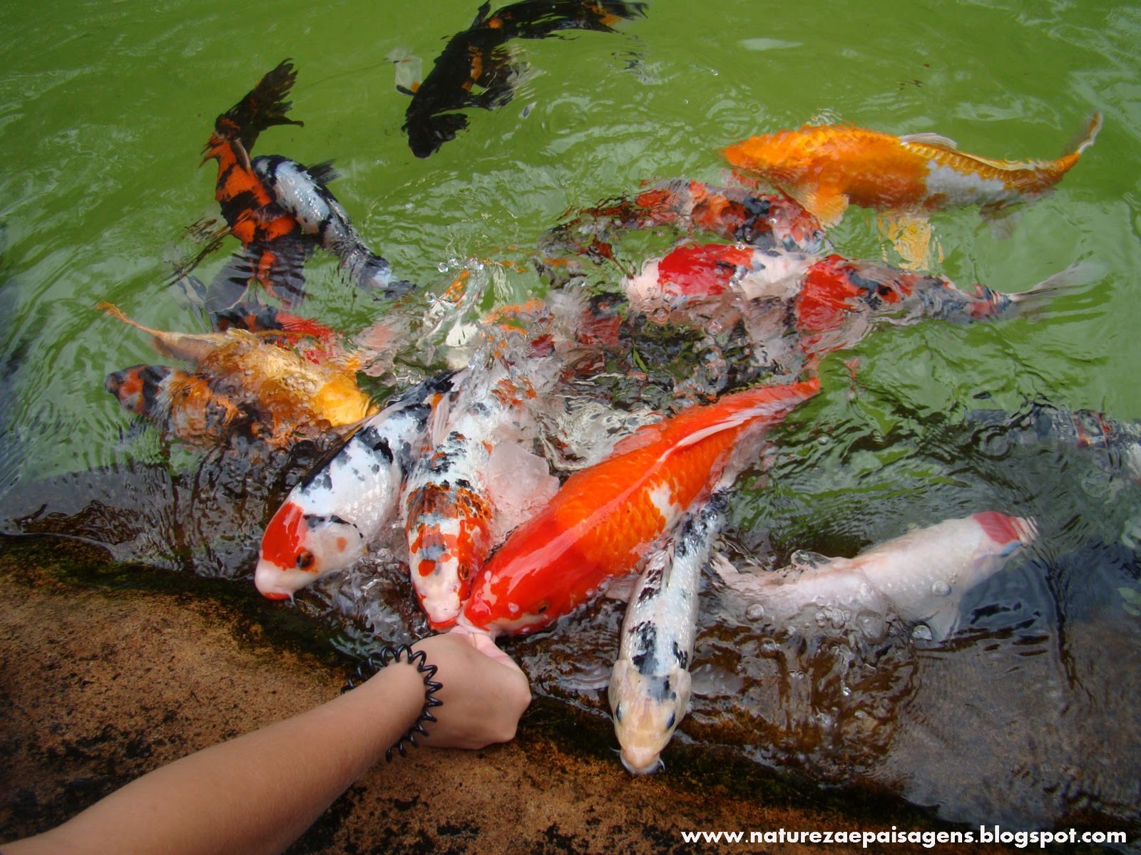 Carpa se Alimentando 